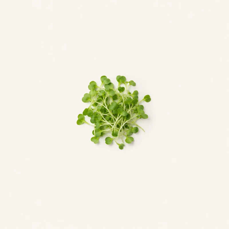 A small cluster of Broccoli sprout extract with delicate pale stems, centered on a plain off-white background.